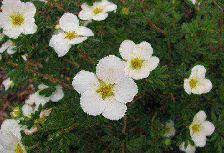 the best varieties of Potentilla