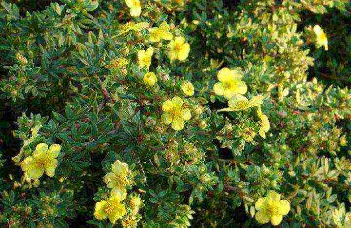 ang pinakamahusay na mga pagkakaiba-iba ng Potentilla