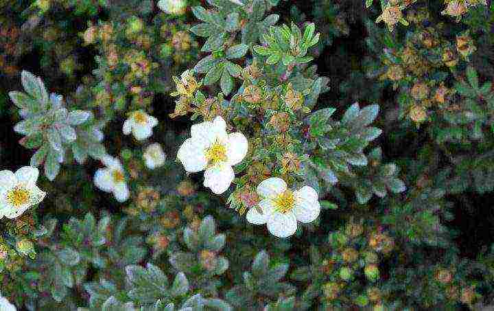 the best varieties of Potentilla