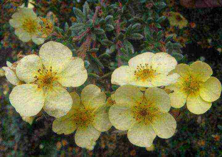 the best varieties of Potentilla