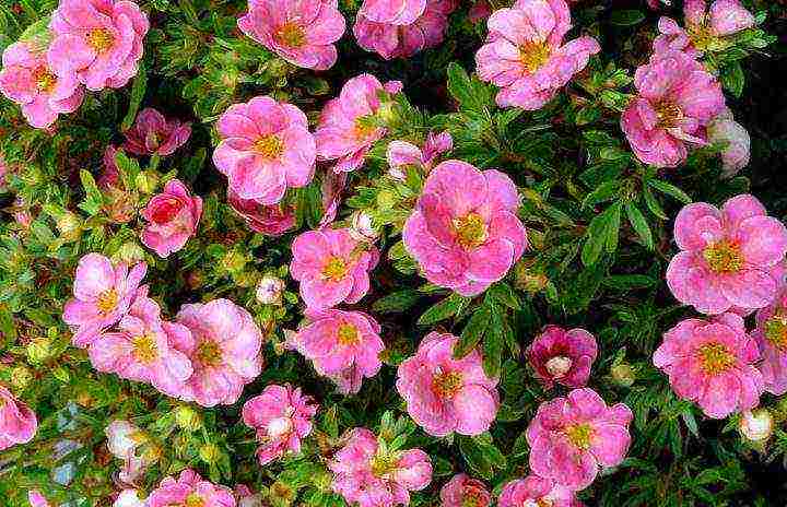 the best varieties of Potentilla