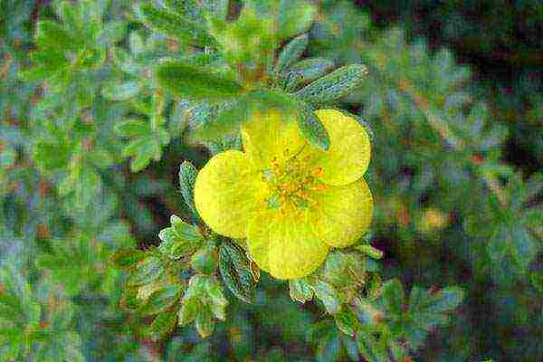 ang pinakamahusay na mga pagkakaiba-iba ng Potentilla