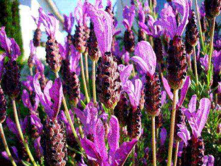 ang pinakamahusay na mga lavender variety