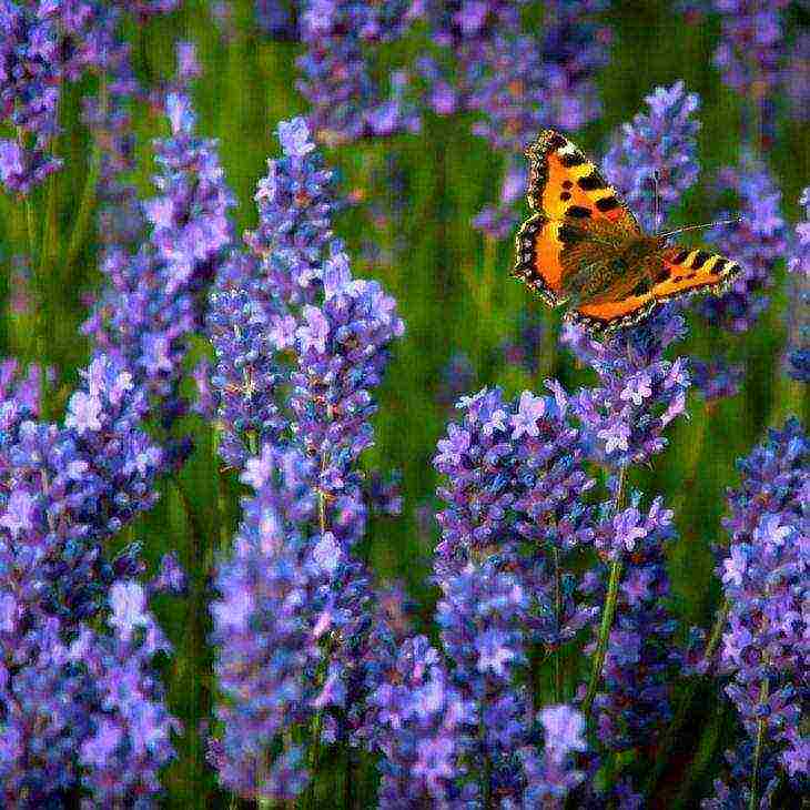 ang pinakamahusay na mga lavender variety