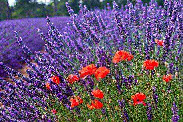 ang pinakamahusay na mga lavender variety