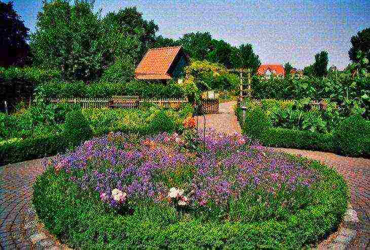 ang pinakamahusay na mga lavender variety