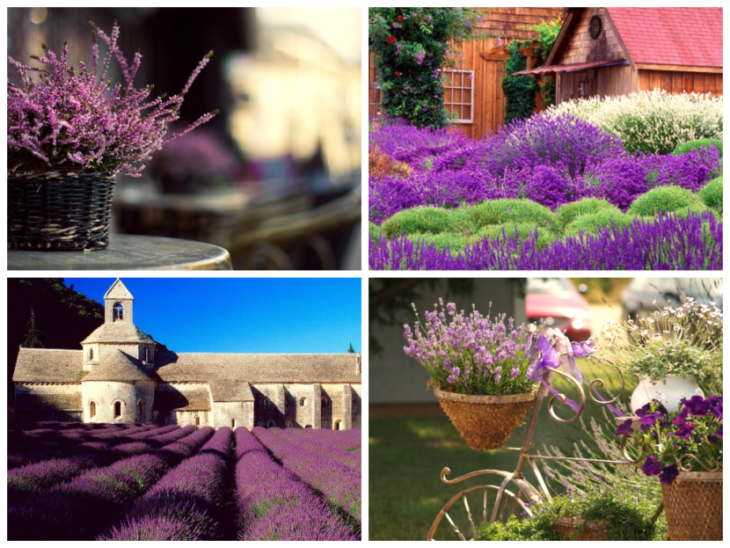 the best lavender varieties