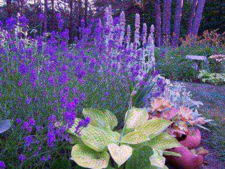 ang pinakamahusay na mga lavender variety