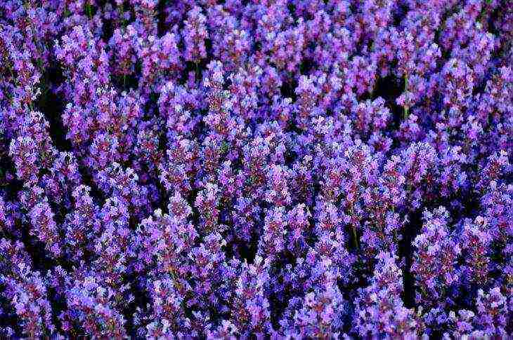 ang pinakamahusay na mga lavender variety