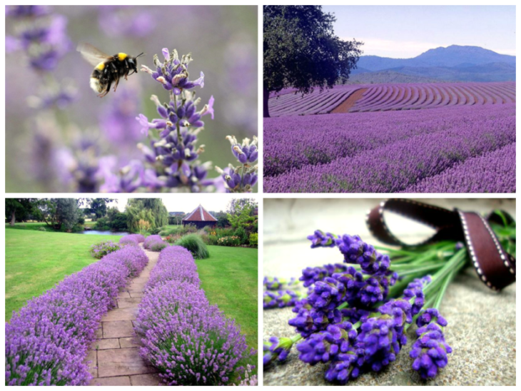 the best lavender varieties