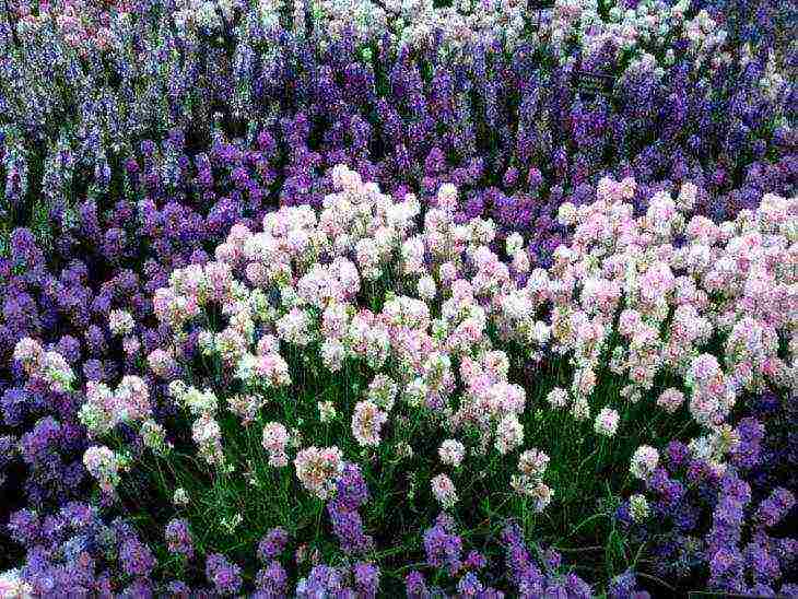 ang pinakamahusay na mga lavender variety