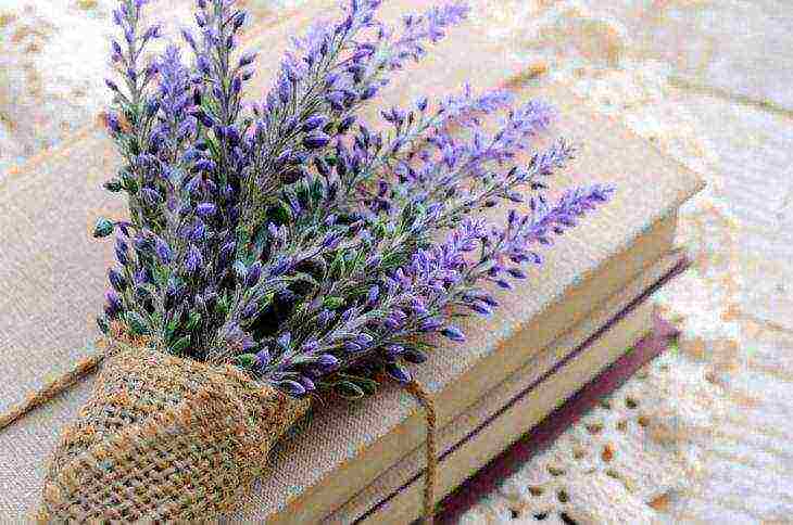 the best lavender varieties