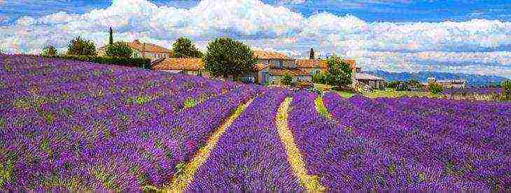 the best lavender varieties