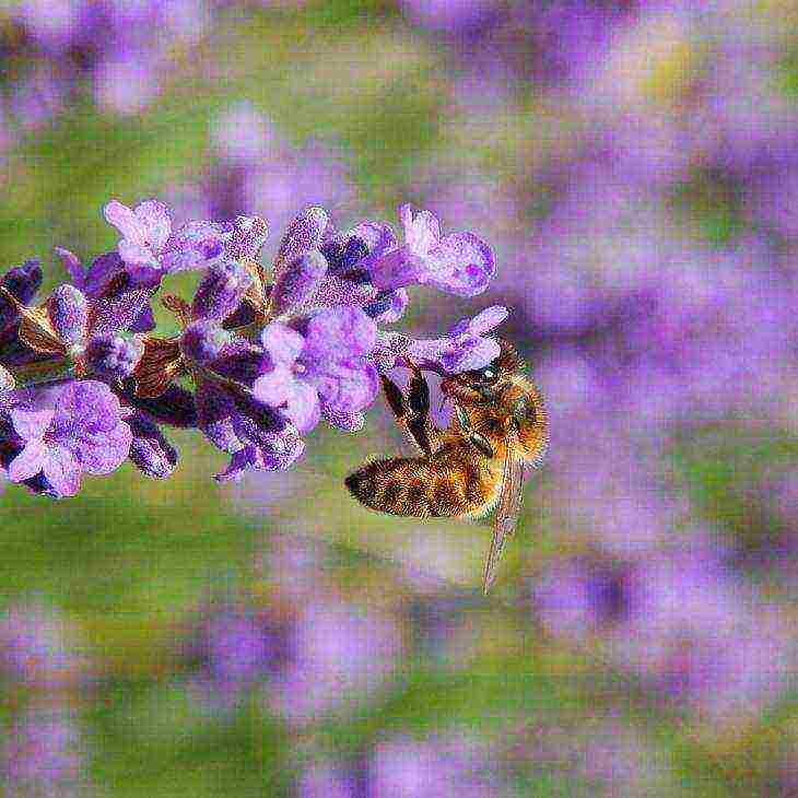 ang pinakamahusay na mga lavender variety