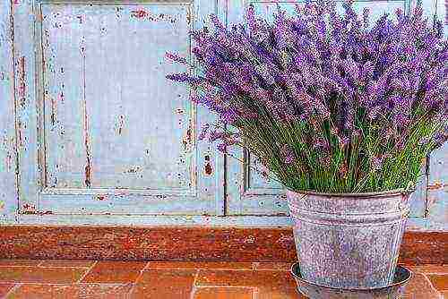 the best lavender varieties