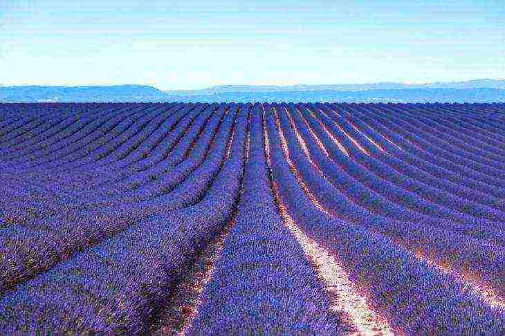 ang pinakamahusay na mga lavender variety