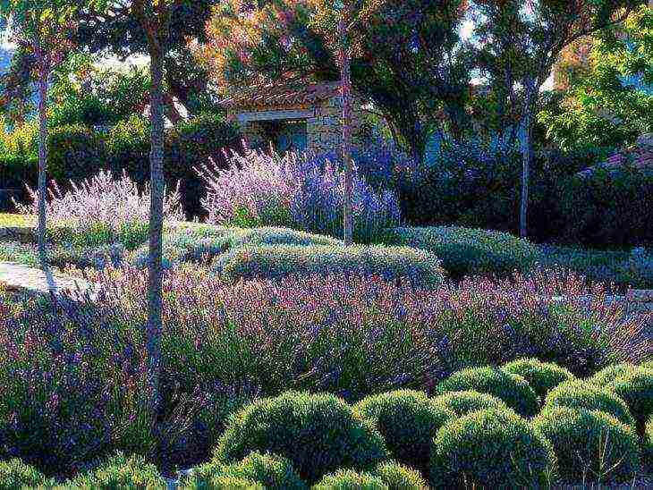 ang pinakamahusay na mga lavender variety