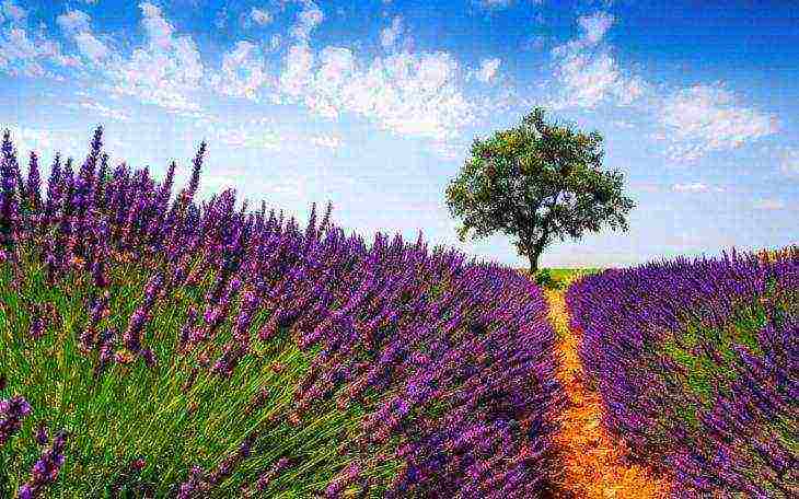 the best lavender varieties