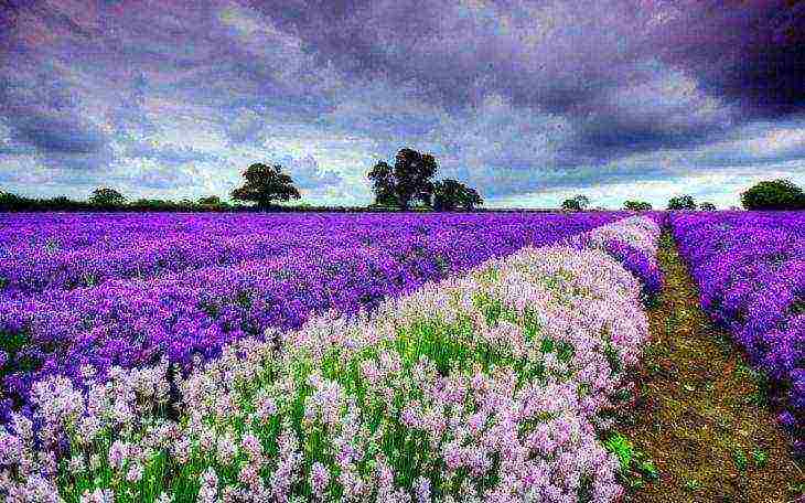 ang pinakamahusay na mga lavender variety