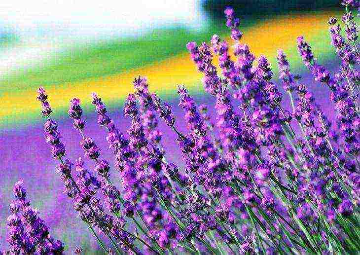 the best lavender varieties