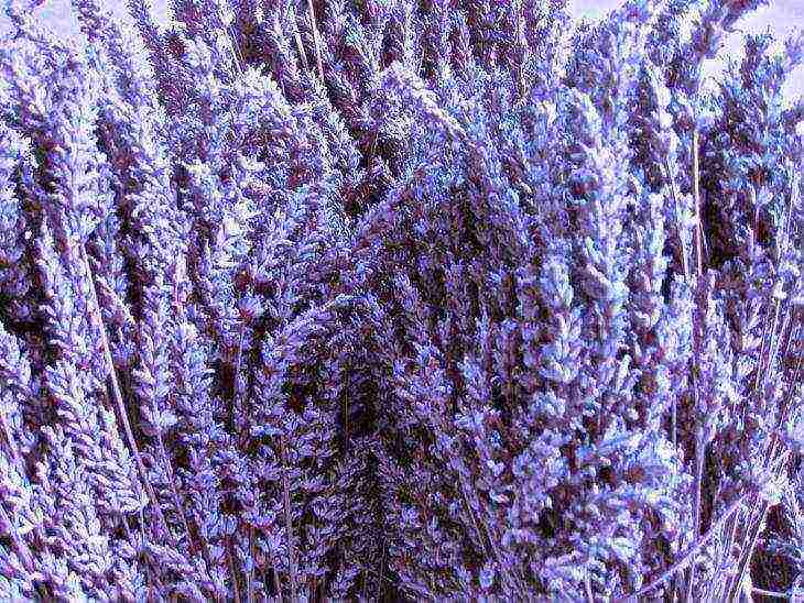 the best lavender varieties