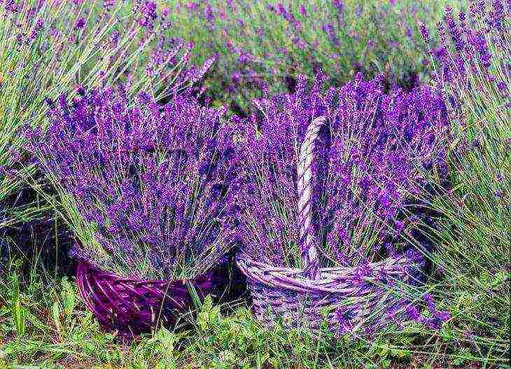 ang pinakamahusay na mga lavender variety