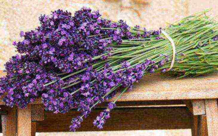 ang pinakamahusay na mga lavender variety