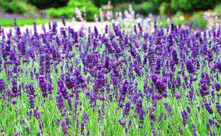 ang pinakamahusay na mga lavender variety