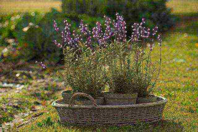 ang pinakamahusay na mga lavender variety