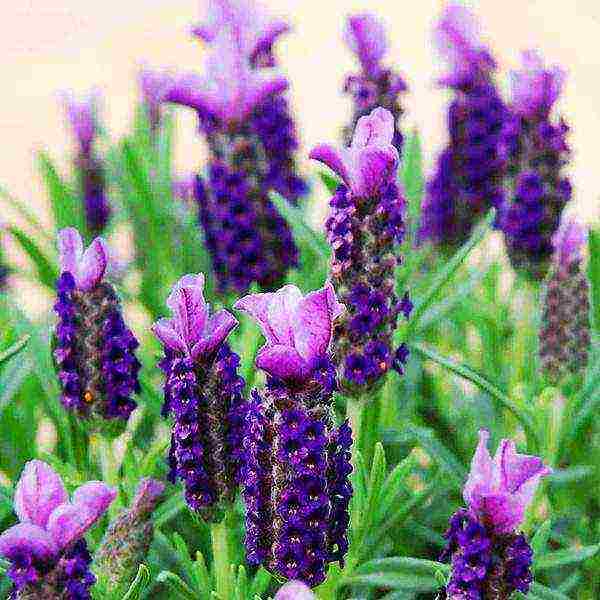 the best lavender varieties