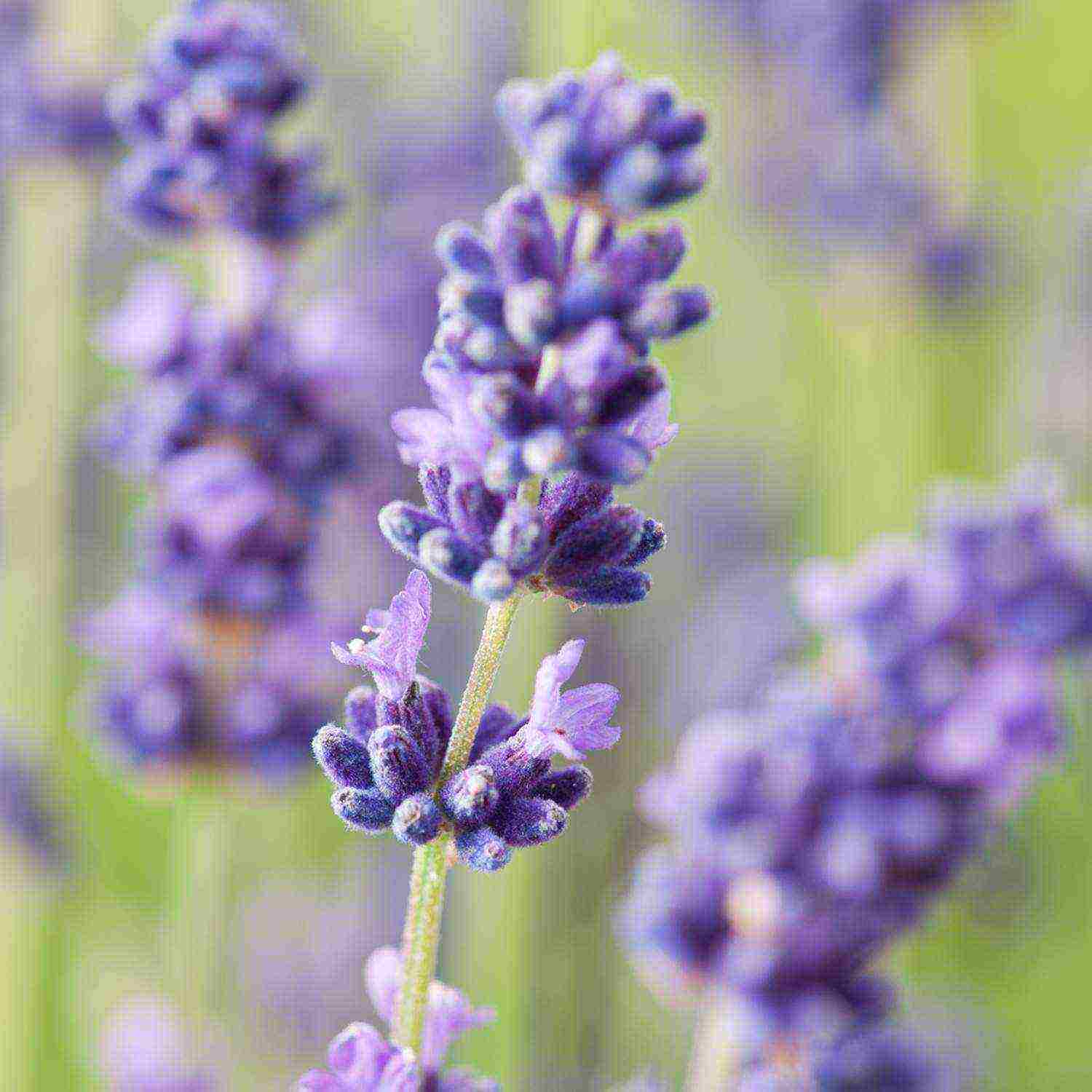 ang pinakamahusay na mga lavender variety