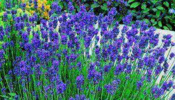 the best lavender varieties