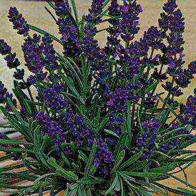 ang pinakamahusay na mga lavender variety