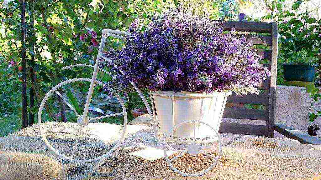 the best lavender varieties