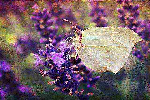 ang pinakamahusay na mga lavender variety