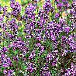 ang pinakamahusay na mga lavender variety