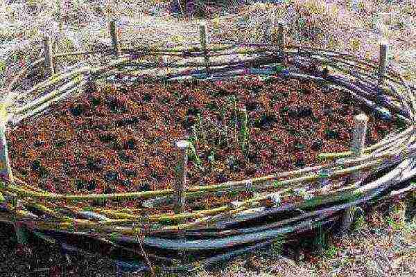 ang pinakamahusay na mga lavender variety