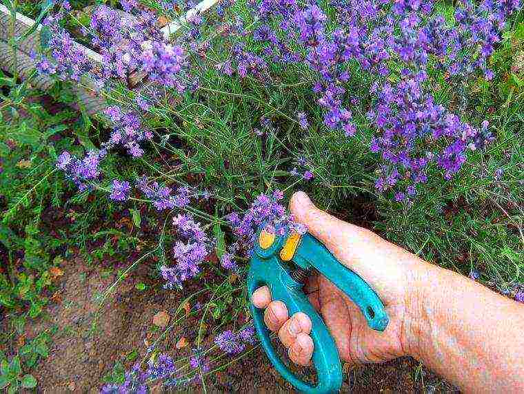 ang pinakamahusay na mga lavender variety