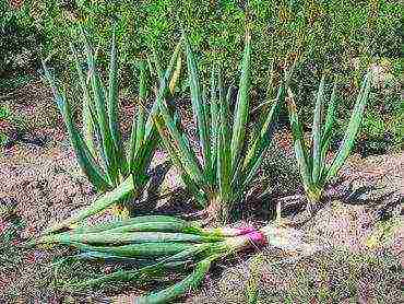 ang pinakamahusay na pagkakaiba-iba ng sibuyas batun