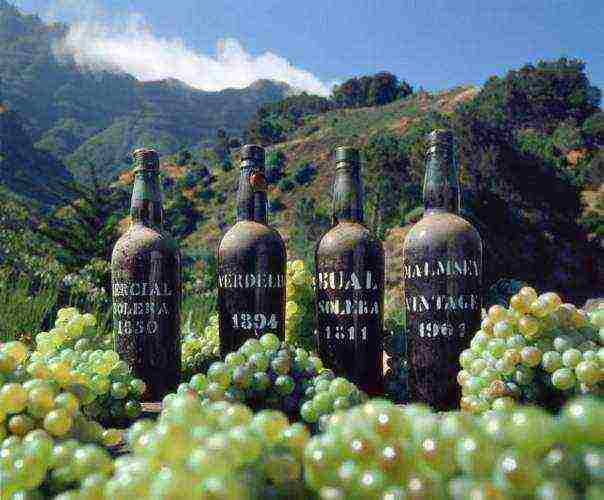 the best varieties of Madeira