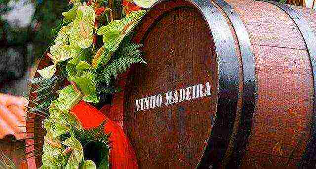 the best varieties of Madeira