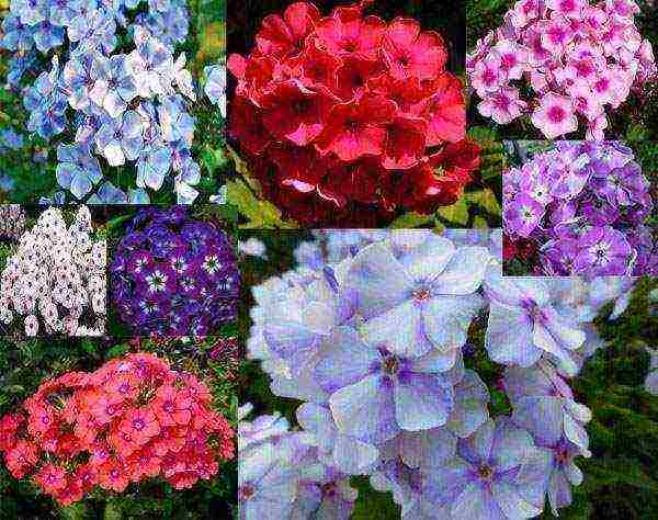 the best varieties of paniculate phlox