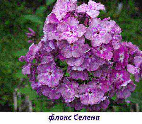 the best varieties of paniculate phlox