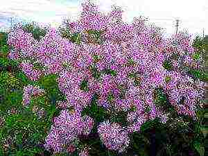 the best varieties of paniculate phlox