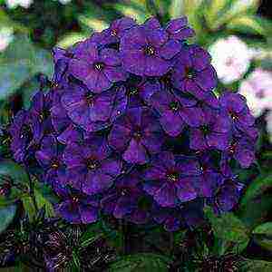 the best varieties of paniculate phlox