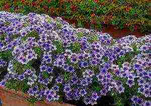 the best varieties of paniculate phlox