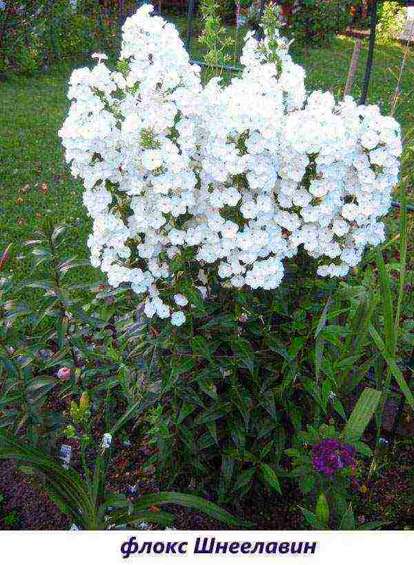 the best varieties of paniculate phlox