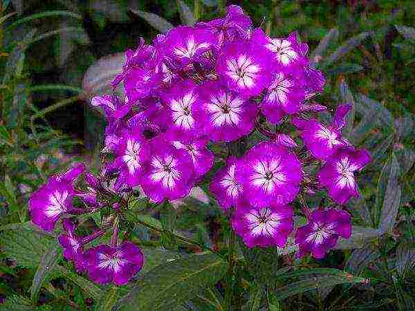 the best varieties of paniculate phlox