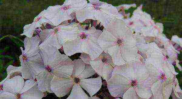 the best varieties of paniculate phlox