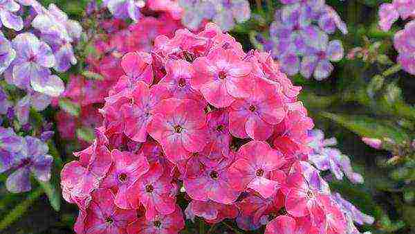 the best varieties of paniculate phlox